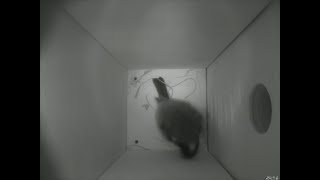 Nestbox 20180315/04:00 - 451 frames with movement