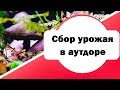 №52 Когда собирать урожай в аутдоре | советы и правила безопасности