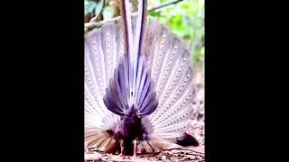 Beautiful and exotic birds that you will not believe exist #15years #moveyourbody