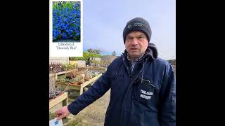 Lithodora d. "Heavenly Blue " Lithodora Zone