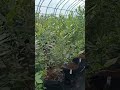 Blueberries grown in UV-resistant high-intensity growing bags are bearing fruit #growbag #blueberry