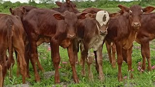 Download Lagu MAYIKUSAI MAANDAMANO 2025 BY MSAMBAZAJI MAHILA NYANDA 4K  MP3