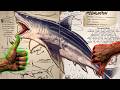 Megalodon - Is it Viable as a Primary Underwater Mount in Ark Survival Basics