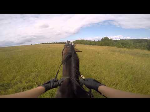 Прогулка в полях на лошади Допо. 06.08.2015