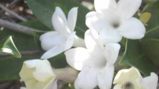 te tiare-mailani makainai