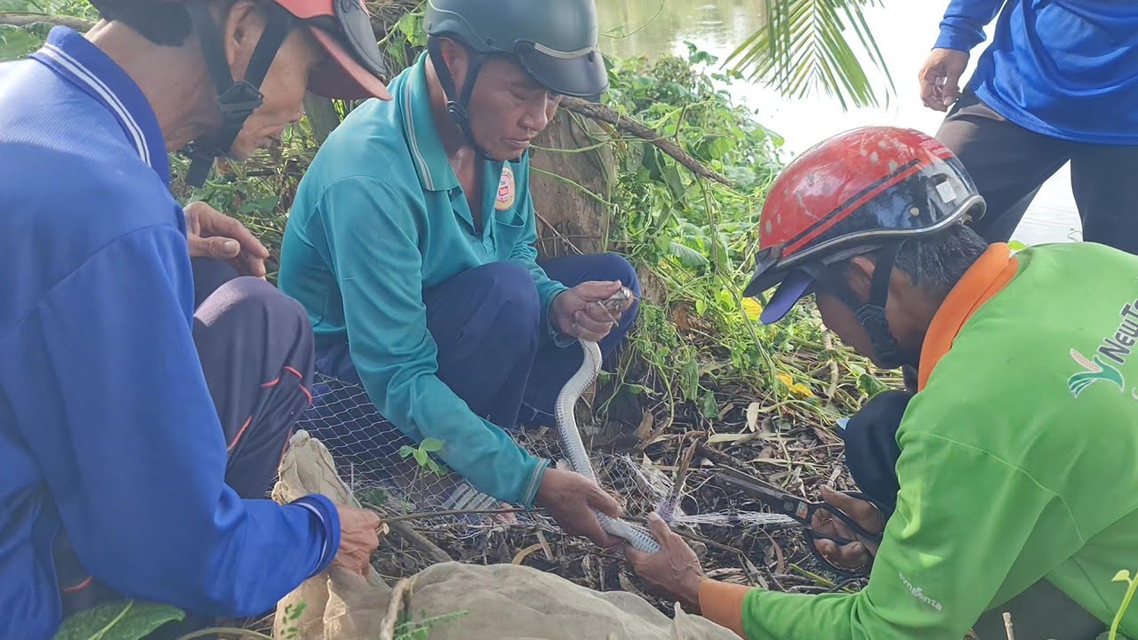 Ngày Đầu Thăm Lưới Rắn Trúng Mánh Cái Kết Cả Team Buồn Hiu.Góc Làng Quê ...