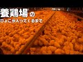 養鶏場の入雛準備とヒヨコたちのえさやり