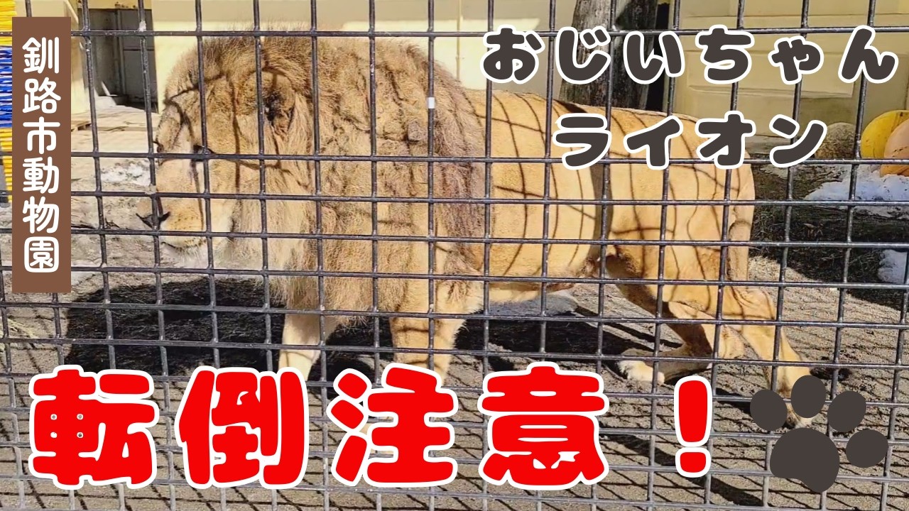 釧路市動物園 ライオン】転びそうでヒヤヒヤ💦慎重に…歩き回るアキラ