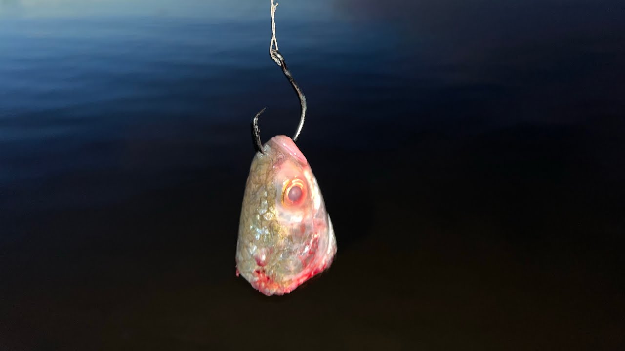 There are some CRAZY looking fish in Florida YouTube