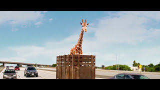 The Hangover - Part III (2013) Giraffe Scene