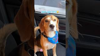 Ryuki Is Jealous Because Mami Is Looking At Other Anabul shorts cutedog