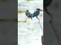 किंगफिशर पक्षियों की रक्षा करना हम सभी की जिम्मेदारी है #love #hindisong #viral #birds #explorenow