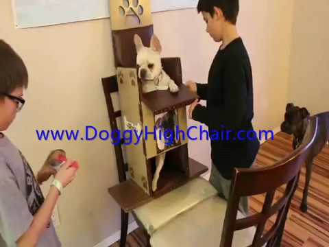 Ducci Doggy Highchairs The 1 Selling Doggy Highchair Youtube