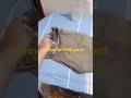 how to fold pant for keeping in wardrobe #shorts #shortvideo #shortsfeed