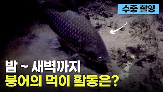 깊은밤 야간 수중 촬영 - 붕어낚시 (밤 10시 ~ 새벽 까지)