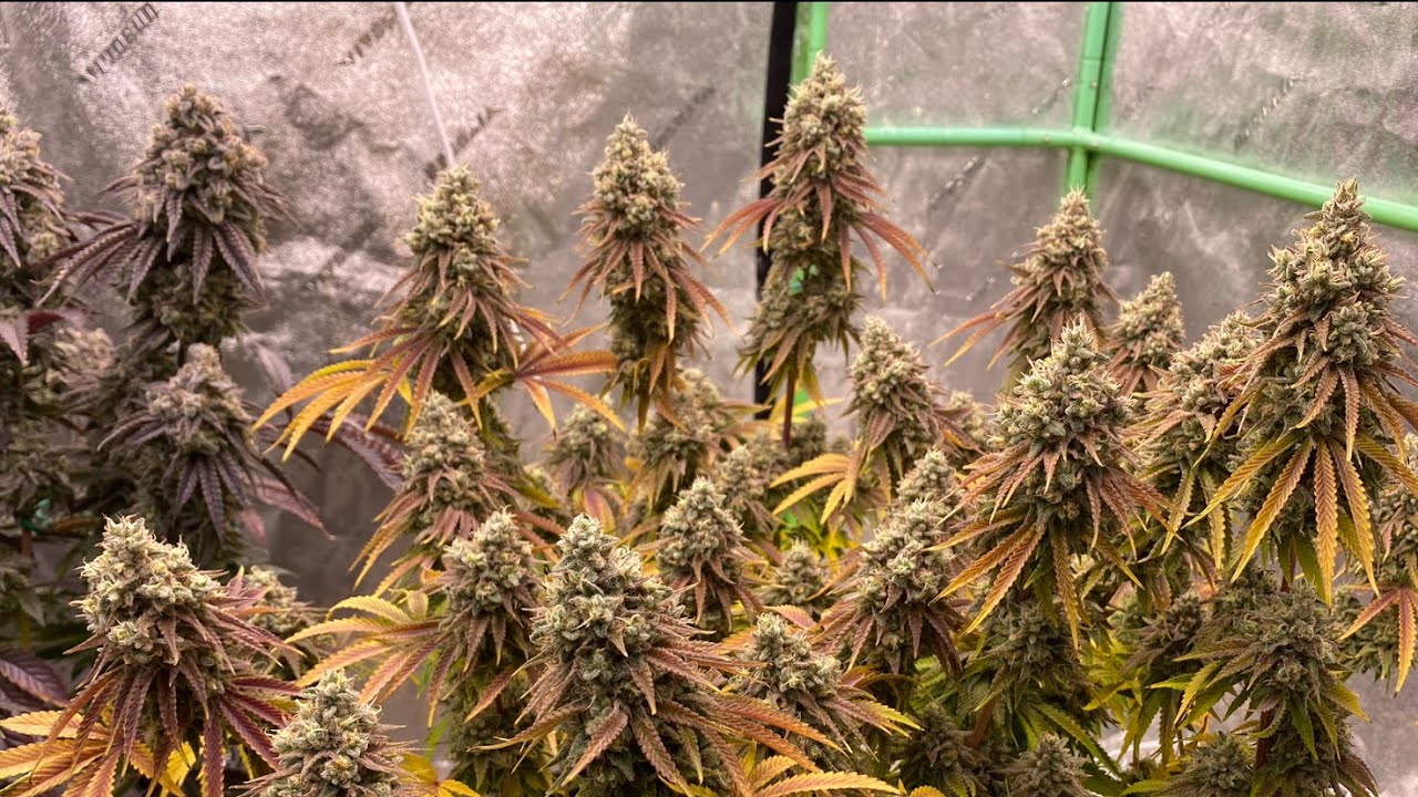 Harvest! Lemon Kush Headband 🍋 by Humbolt Seed Org. Day 68 Flower