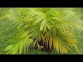 POR QUE MINHA ARECA ESTÁ AMARELADA? Veja o que está acontecendo