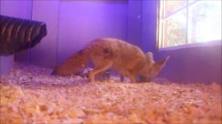 Female Fennec Investigating Bat Feces Sample