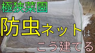 【防虫ネット】人参の間引きと防虫ネット【家庭菜園】