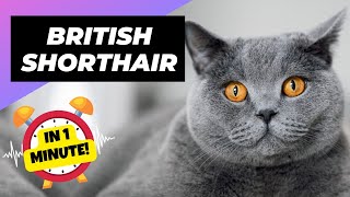 British Shorthair  In 1 Minute!  One Of The Most Expensive Cat Breeds In The World