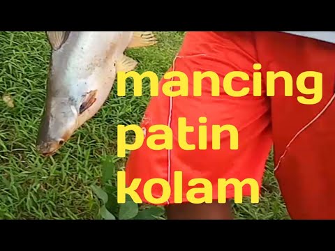 Seru nya mancing kolam patin