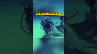 This Shark Didnt Attack It Asked For Help