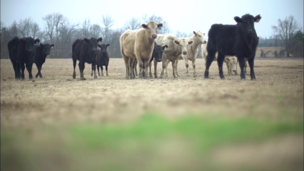 Farmer Focus Sledge Taylor YouTube