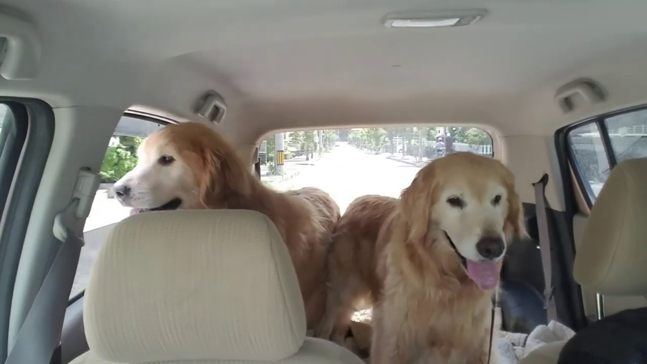 癒し動画 うさぎ 朝の通勤は晴れだと嬉しいゴールデンレトリバー