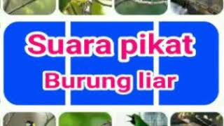 Suara pikat semua jenis burung terbaru