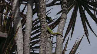 Green Anole and  Madagascar Gold Dust Day Gecko in territory dispute.