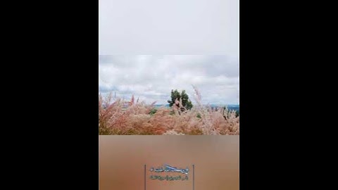 تلاوة عطرة من سورة النساء
