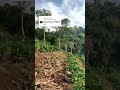 sudah 2 minggu tidak ada hujan #kopi #pertanian #perkebunan