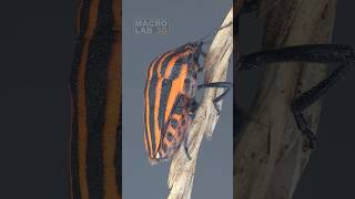 Graphosoma Itali 1-Strepsiptera Parasite 2-Breathing Hole.