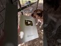 We reached over 100k subscribers on YouTube. We present the dogs with the honor. Thank u so much!!💜