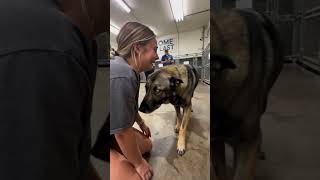 German Shepherd Mix Melts Into a Hug on Shelter Floor