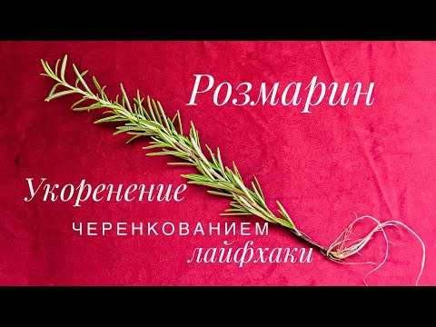 Розмарин. Укоренение.Лайфхаки