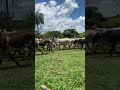 Você gosta de bovinos? 👇