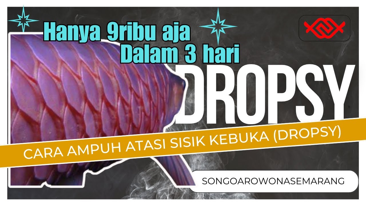 Cara Ampuh Atasi Sisik nanas  (Dropsy) pada Arwana super red  hanya  dengan 9 Ribu, Sembuh 3 Hari!