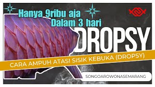 Cara Ampuh Atasi Sisik nanas  (Dropsy) pada Arwana super red  hanya  dengan 9 Ribu, Sembuh 3 Hari!