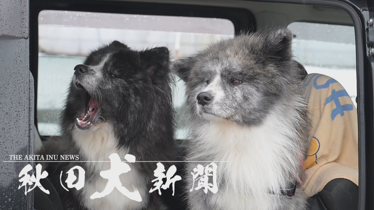 秋田犬新聞】フワフワな虎毛の長毛にやみつき！大仙市の永愛と煌龍