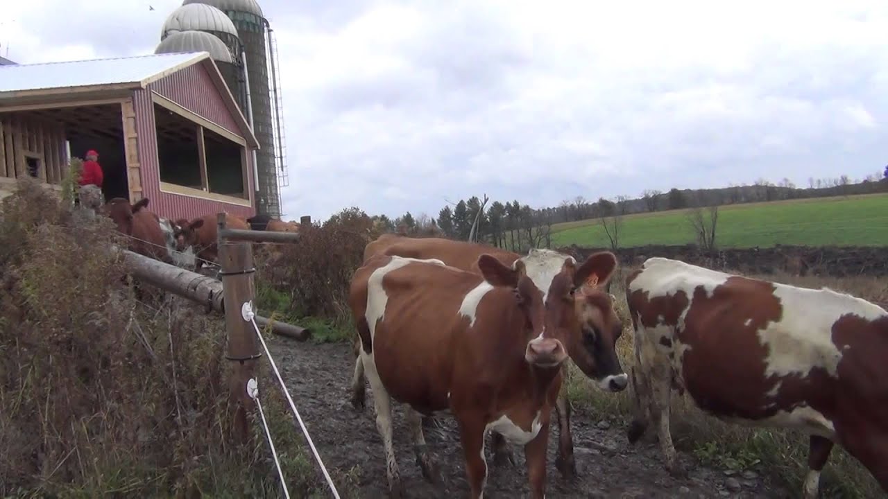 Grass Fed Dairy The Tafel Farm YouTube
