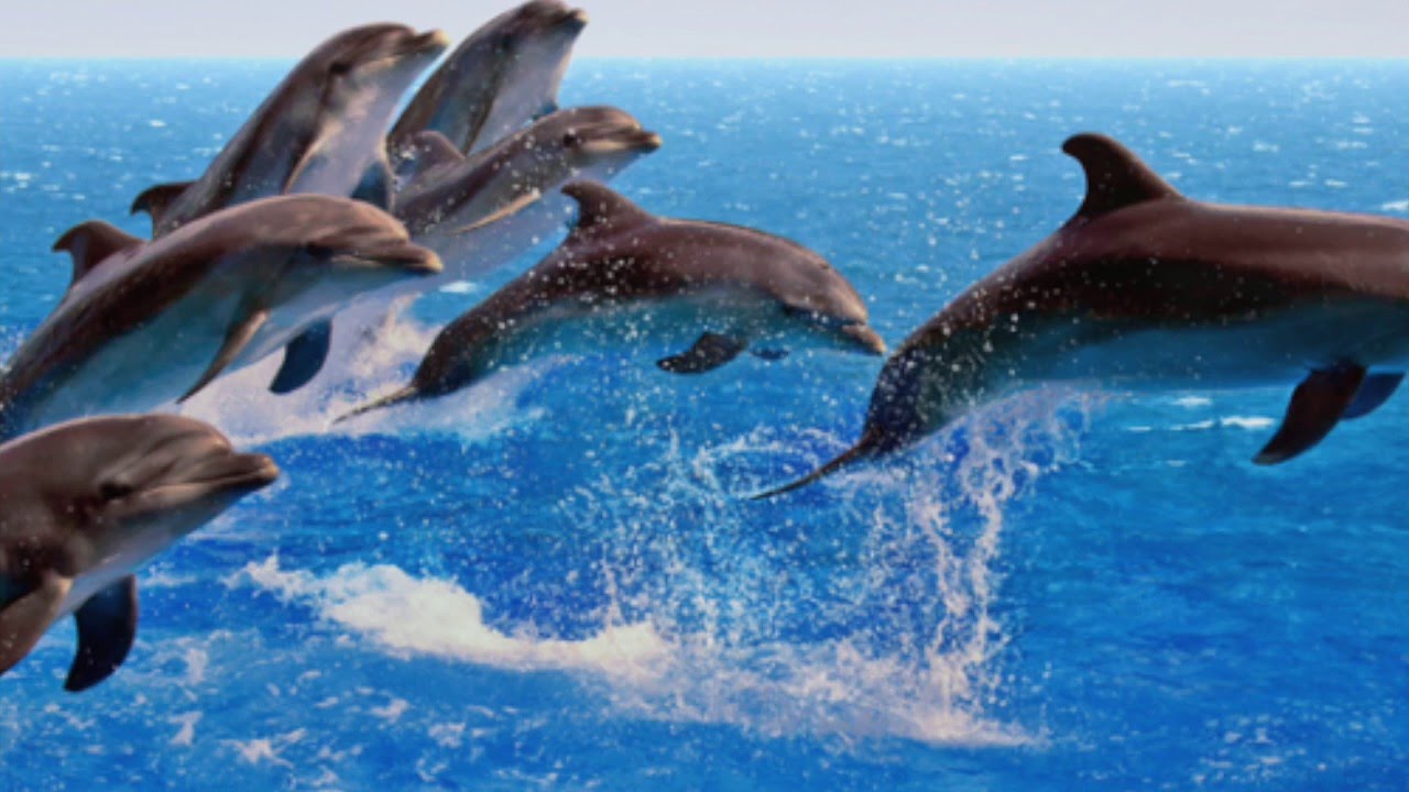 Delfinen Spiele