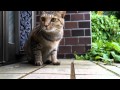 猫と一緒に雨宿り【けしからん！可愛さの野獣達！】