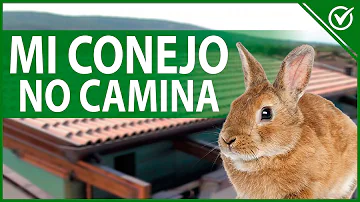 ¿Por qué los conejitos se frotan la cara con las patas?