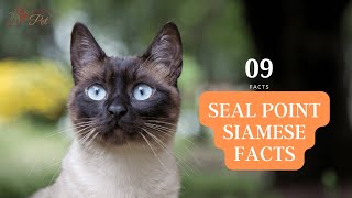 09 Interesting facts about seal point Siamese cats || Seal Point Siamese Facts!