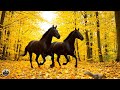 Я ПРИШЛЮ ТЕБЕ ОСЕНЬ 🍁! Улыбнись и подумай какая красивая осень🍁! Сборник Лучших Мелодий - Осень