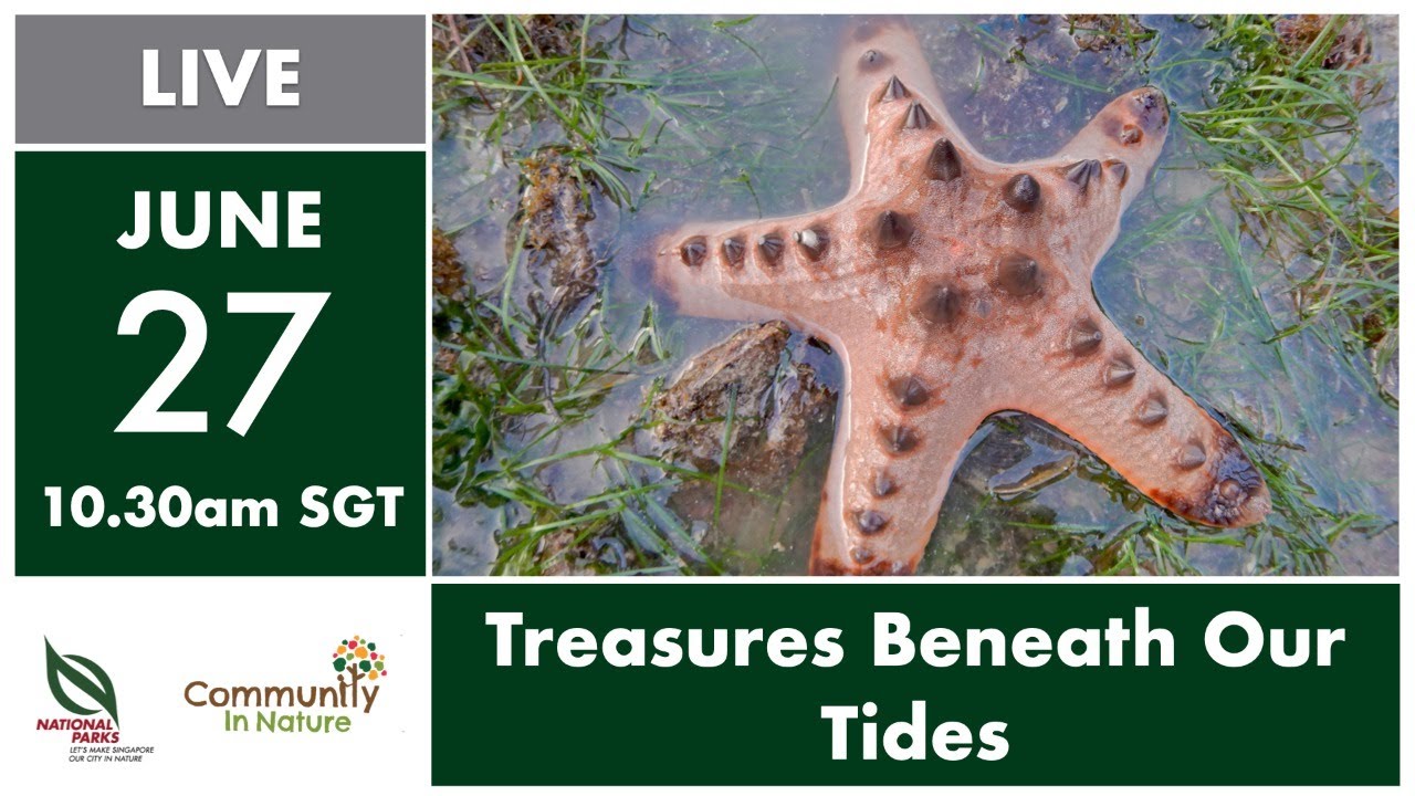 Exploring Singapore's Intertidal Biodiversity: NParks Spotlight
