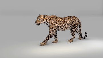Leopard Walk animation