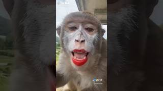 👼🦥🦥🦥🦥🦥👼👼👼👼Karena takdir itu nyata#comedy#lucu#funny #ngakak