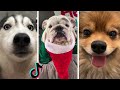 Doggos Doing Funny Things Tik Tok ~ Cutest Puppies TIKTOK Compilation  ~ Fluppy ~ 2020